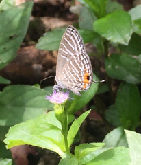 Jamides celeno aelianus