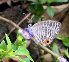 Jamides celeno aelianus