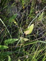 Stenanthium densum