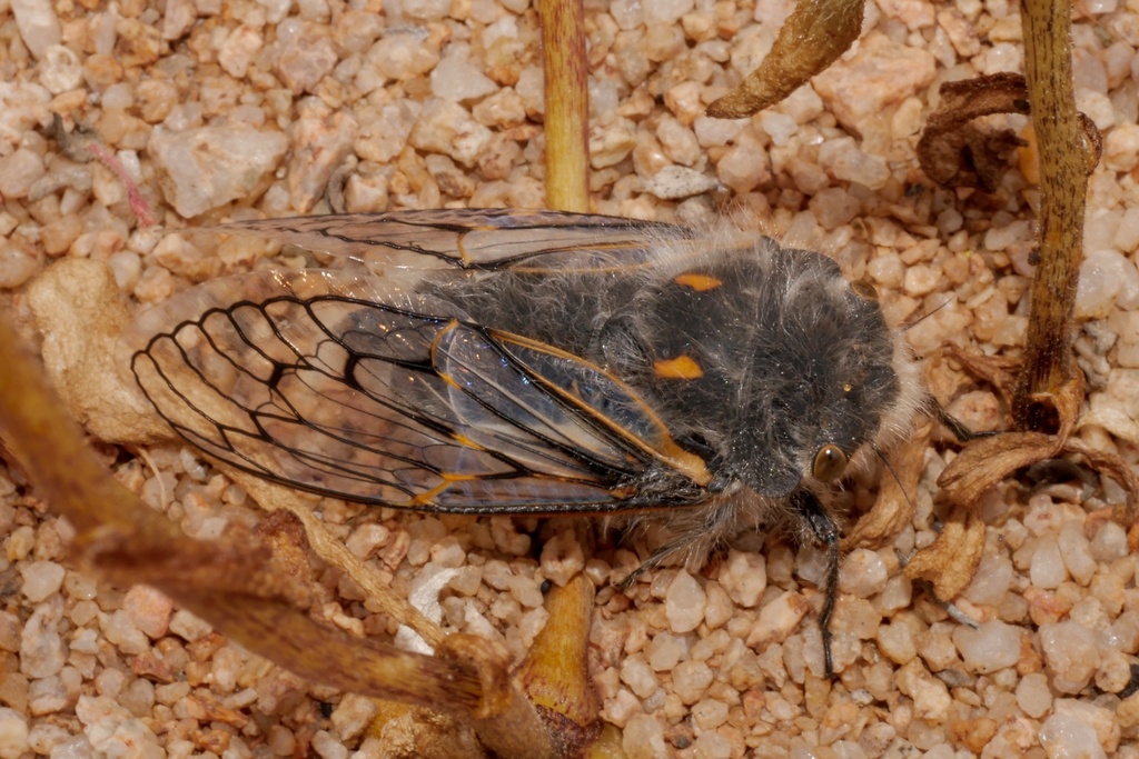 Tettigades lacertosa