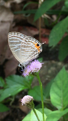 Jamides celeno aelianus