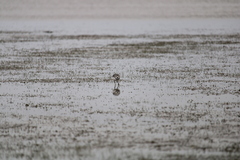 Anarhynchus frontalis