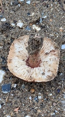 Lepiota brunneolilacea