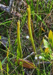 Sarracenia
