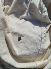 Leptinotarsa defecta