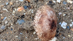 Lepiota brunneolilacea