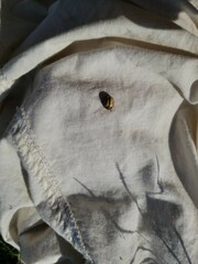 Leptinotarsa defecta