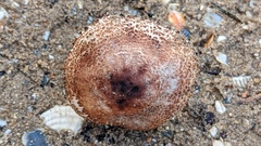 Lepiota brunneolilacea