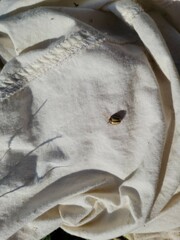 Leptinotarsa defecta