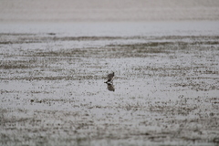 Anarhynchus frontalis