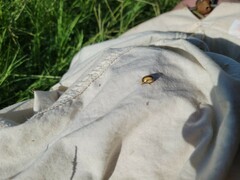 Leptinotarsa defecta