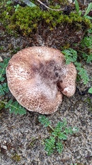 Lepiota brunneolilacea