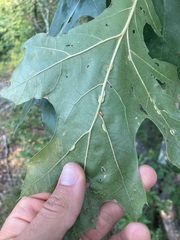 Macrodiplosis qoruca