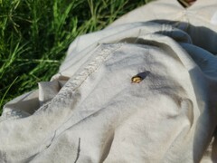 Leptinotarsa defecta