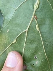 Macrodiplosis qoruca