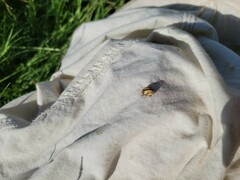 Leptinotarsa defecta