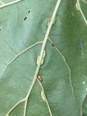 Macrodiplosis qoruca