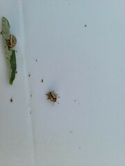 Leptinotarsa defecta