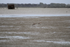 Calidris canutus