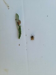 Leptinotarsa defecta