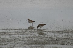 Calidris canutus