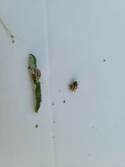 Leptinotarsa defecta