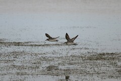 Calidris canutus