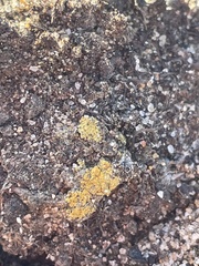 Candelariella rosulans