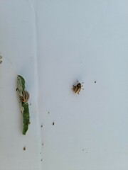 Leptinotarsa defecta