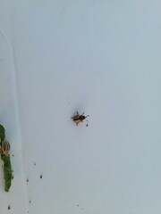 Leptinotarsa defecta