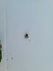 Leptinotarsa defecta