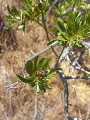 Astylus trifasciatus