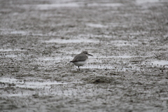 Anarhynchus frontalis