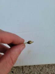 Leptinotarsa defecta