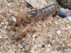 Alpheidae
