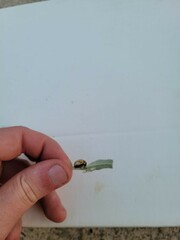 Leptinotarsa defecta