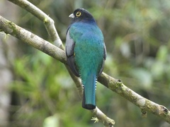 Trogon caligatus