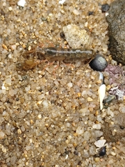Alpheidae