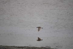 Anarhynchus frontalis