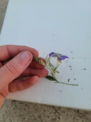 Leptinotarsa defecta