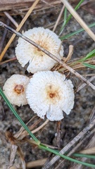 Crinipellis scabella