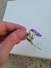 Leptinotarsa defecta