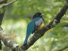 Trogon caligatus