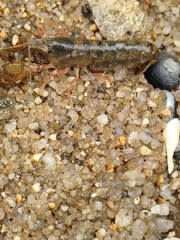 Alpheidae