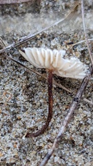 Crinipellis scabella