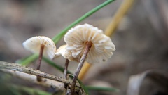 Crinipellis scabella