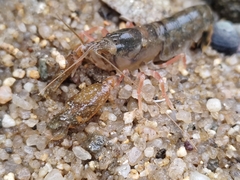 Alpheidae