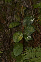 Quintinia verdonii