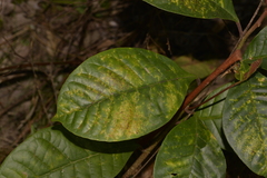 Quintinia verdonii