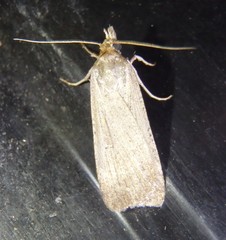 Tathorhynchus fallax